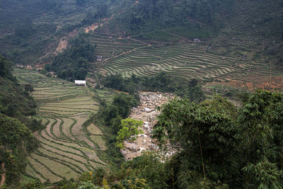 Aerial view of agricultural field