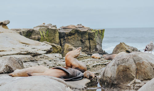 Man lying on rocks by sea against sky