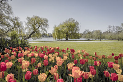 Scenic view of flowering trees on field against sky