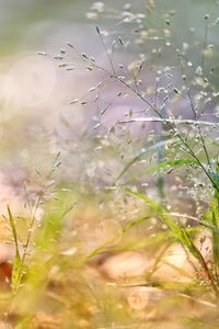 Close-up of raindrops on plant