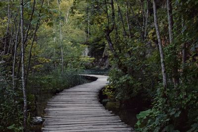 Boardwalk amidst trees in forest