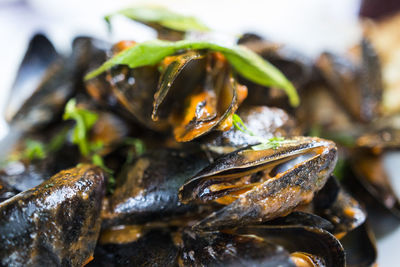 Close-up of mussels