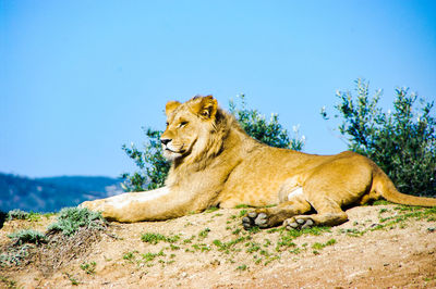 Cat relaxing on a land