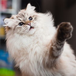 Close-up portrait of a cat