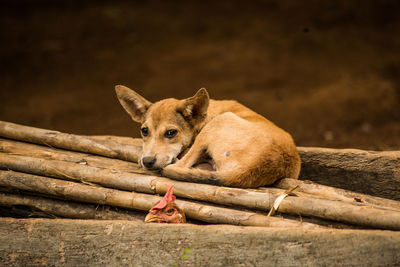 Portrait of an animal on wood