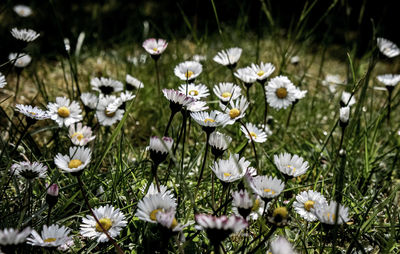 Close-up of white flowering plants on field