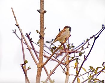 Low angle view of bird perching on branch