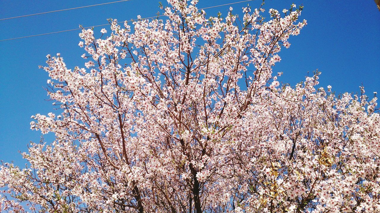 flower, low angle view, blue, growth, clear sky, branch, tree, freshness, nature, beauty in nature, fragility, sky, blossom, in bloom, blooming, cherry blossom, sunlight, springtime, day, white color