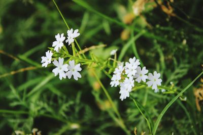 Close-up of white flowering plant