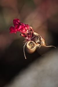 Close-up of wilted rose