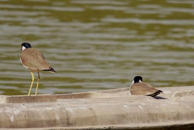 Seagulls perching on a lake