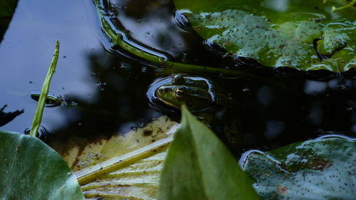 Close-up of turtle in water