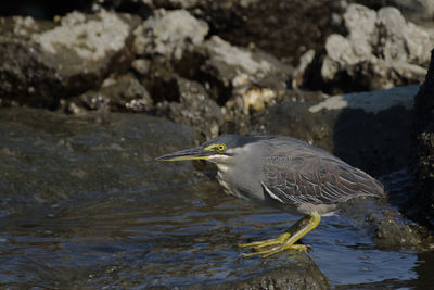 Bird perching on rock