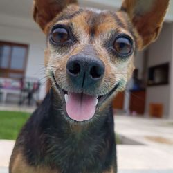 Close-up portrait of dog sticking out tongue at home