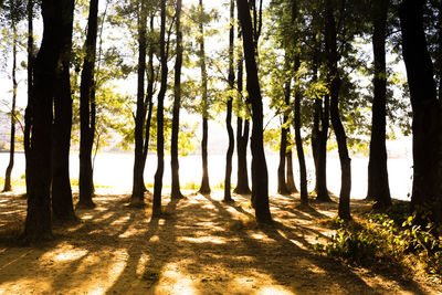 Trees in forest