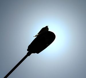 Low angle view of silhouette bird perching against clear sky