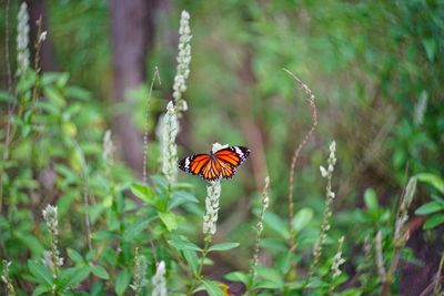 Close-up of butterfly pollinating on flower