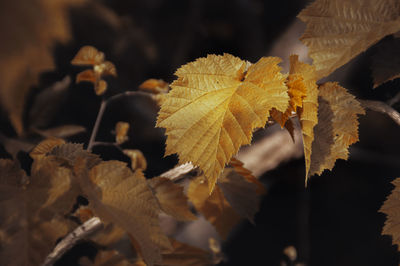 Close-up of dry maple leaves