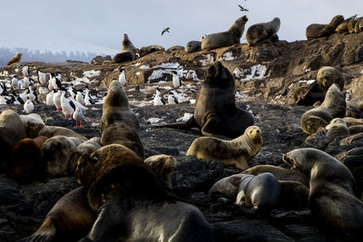 Flock of sheep on beach