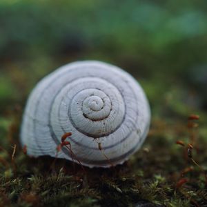 Close-up of snail on land