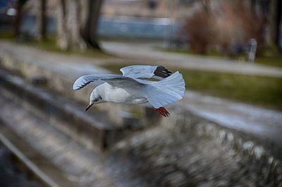 Close-up of bird flying over water