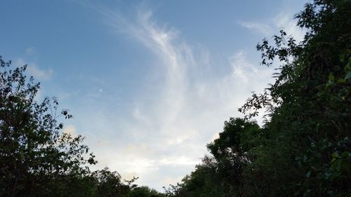 Low angle view of trees against cloudy sky