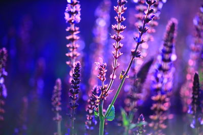 Close-up of purple flowering plants against blurred background