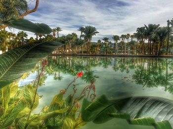 Reflection of trees in water