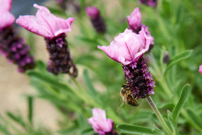 Close-up of bee on purple flowering plant