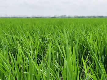 Crops growing on field against sky