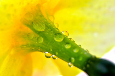 Close-up of raindrops on yellow leaf