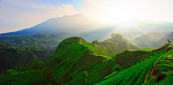 Scenic view of agricultural field and mountains against sky