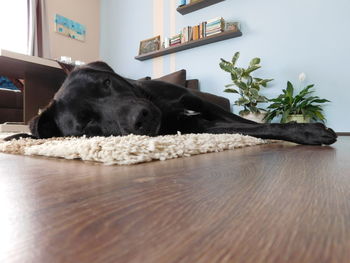 Close-up of dog resting on carpet in home