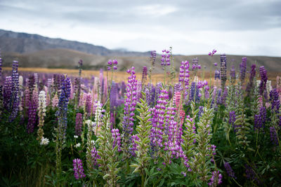 Close-up of purple flowering plants on field against sky