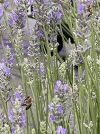 Close-up of insect on purple flowering plants