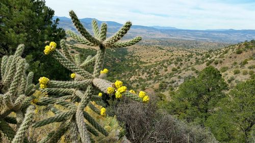 Yellow flowers growing on landscape against sky