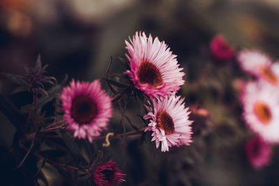 Autumn chrysanthemums on a dark background