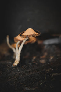 Close-up of mushroom on ground