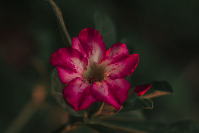 Close-up of pink rose flower