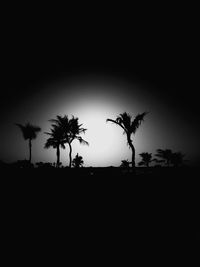 Silhouette of palm trees at night