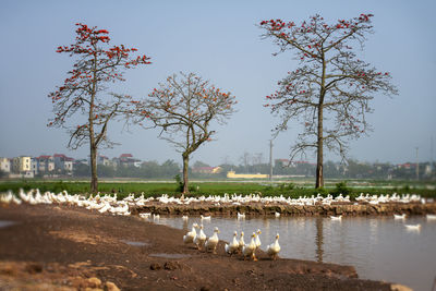 View of birds in water against clear sky