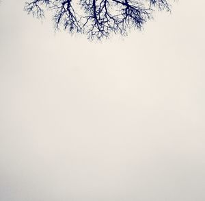 Bare trees against clear sky