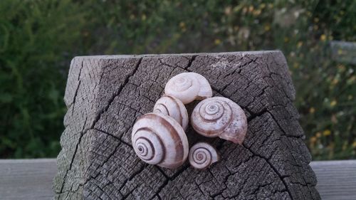 Close-up of snail on tree trunk