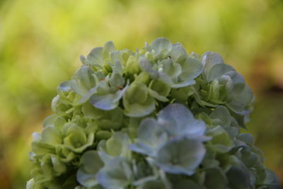 Close-up of flowering plant