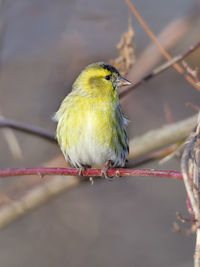 Close-up of bird perching on branch