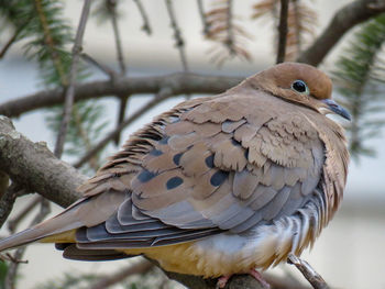 Close-up of bird perching on branch