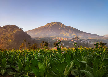 Scenic view of field against clear sky