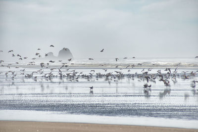 Flock of birds on beach against sky