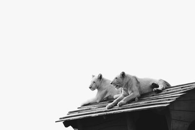 Low angle view of lioness relaxing on roof against clear sky