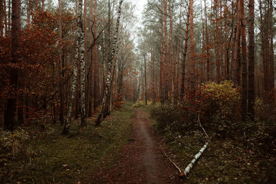 Road amidst trees in forest during autumn